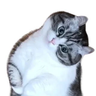 😺