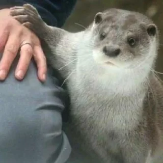🥺