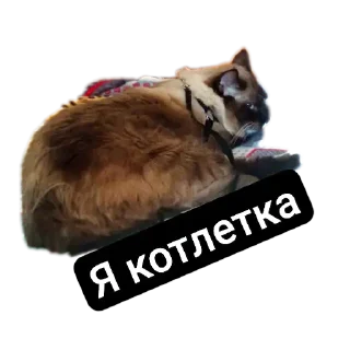 🐱