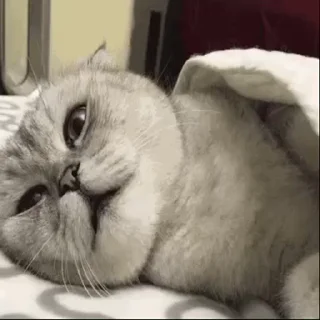 😪