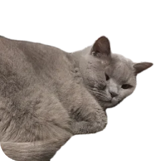🐱