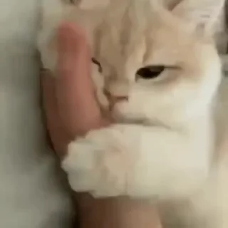 😻