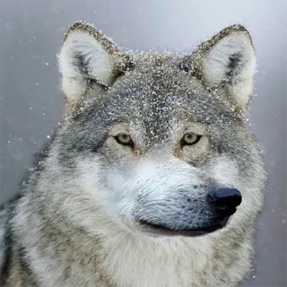 🤙