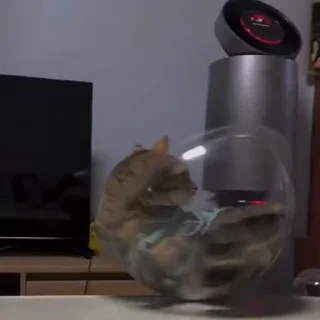 🐈