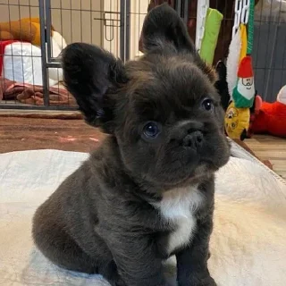 🐶