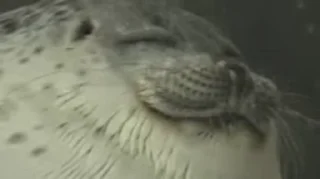 💤