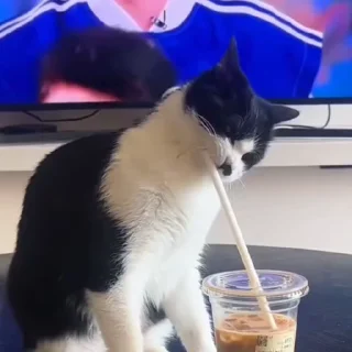 🐈