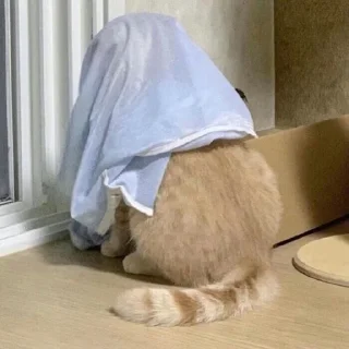 🐱