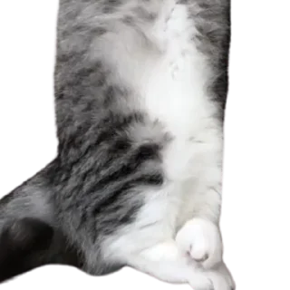 😺