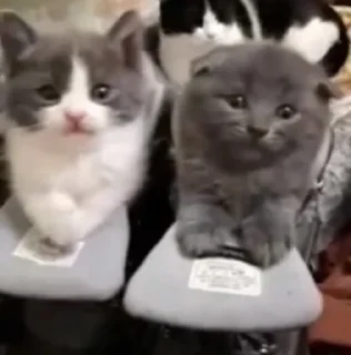 🥾