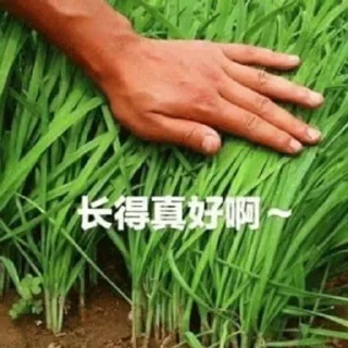 🌿