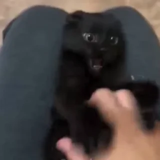 🐈