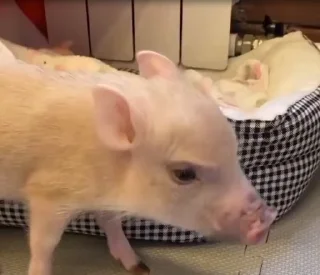 🐷