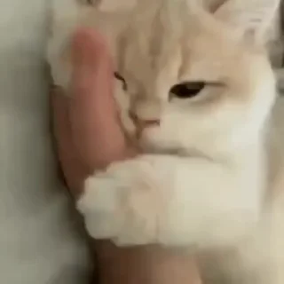 🐈