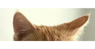 🐱