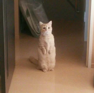 😺