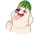 MelonDog @editbydenzel_portfolio