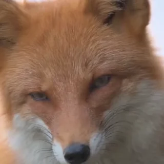 🤩
