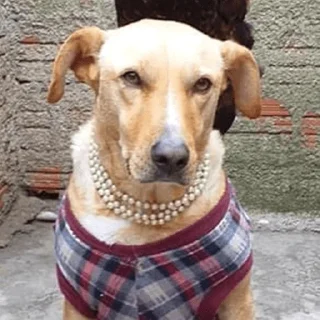 🐶