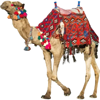 🐫