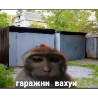 вахуи 🐵
by: @sevaimba288