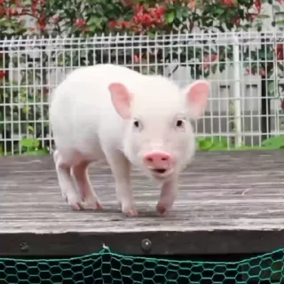 🐽