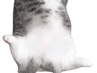 🐈