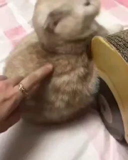 😺