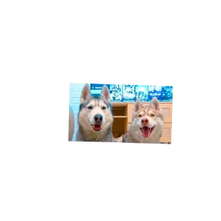 🐶