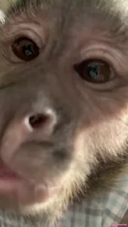 🐵