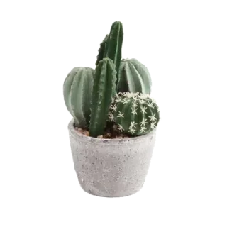 🌵