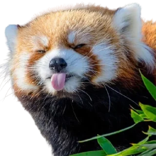 😜