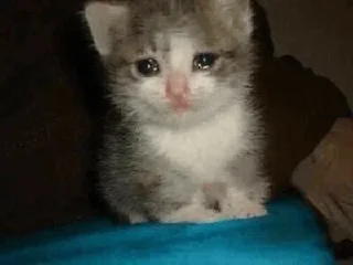🥺