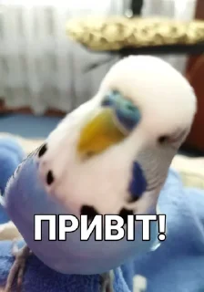 Кеша :: @fStikBot