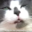 🐱