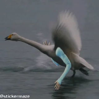 🕊️