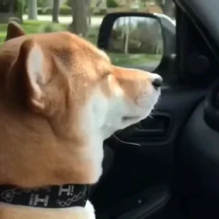 🐩
