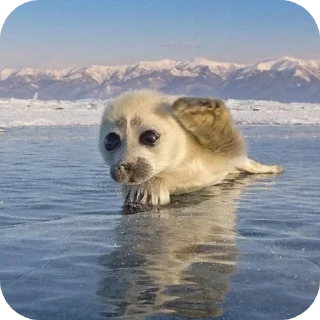 🐢