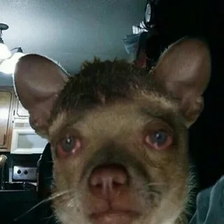 🐶