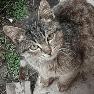 😺