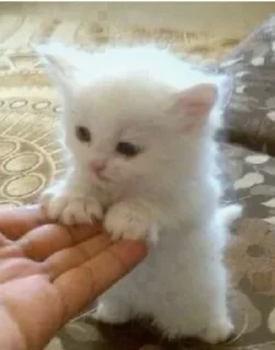 🥺