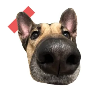 🐽
