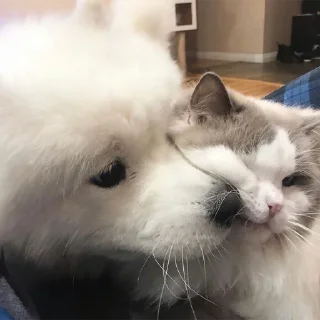 🐈