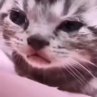 😿