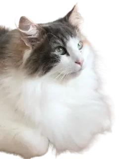 😺