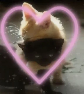 🎀