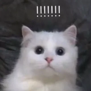 🐈