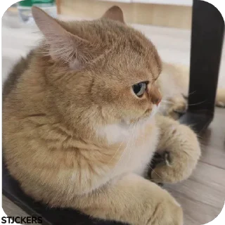 😾