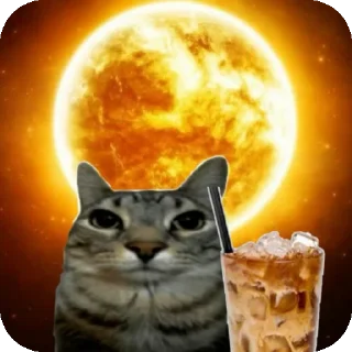 🐱