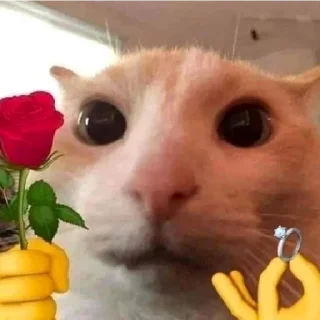 💍